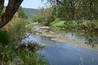 Die Donau blüht