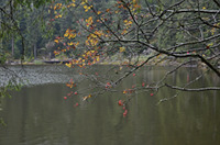 Blick über den Mummelsee