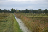 Graben Stennewitz SP III