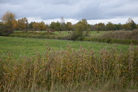 Wiese am Großen Fließ