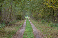 Weg durch den Lübbenauer Bürgerwald