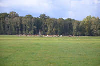 Weide beim  Lübbenauer Bürgerwald